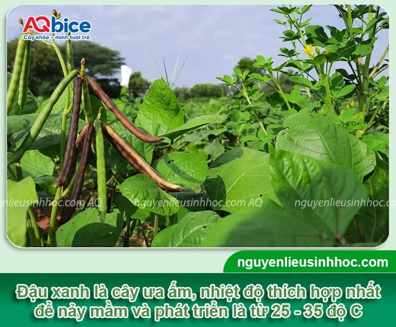Thời vụ trồng đậu xanh ở miền bắc cho năng suất cao
