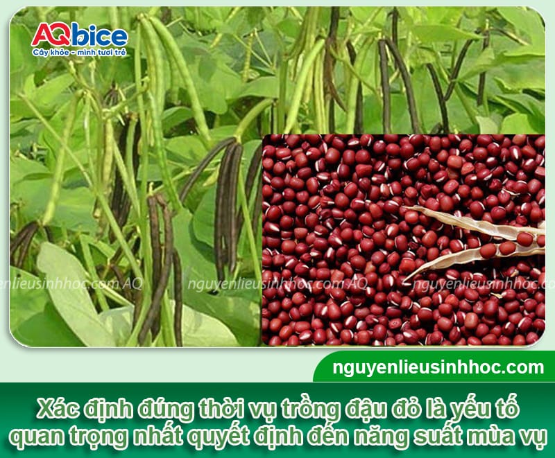 Thời vụ trồng đậu đỏ ở miền Bắc chuẩn giúp đạt năng suất cao