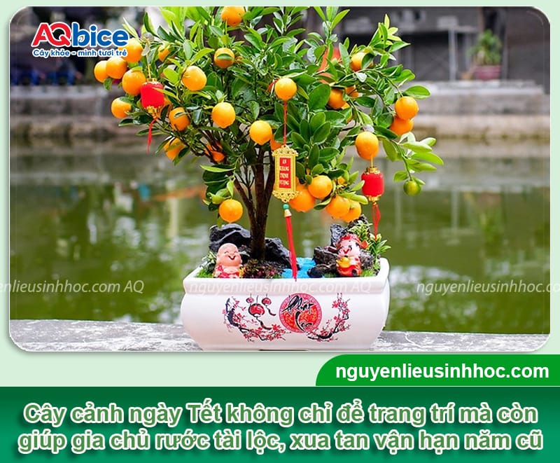 Tết chưng cây gì cho may mắn để rước lộc vào nhà năm 2026