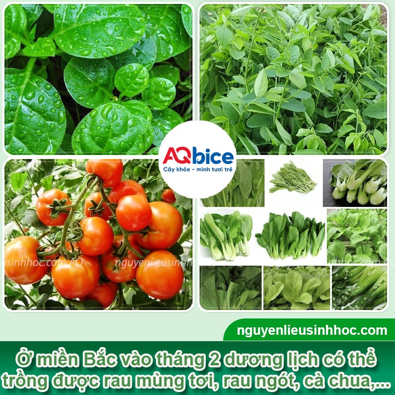 Tháng 2 dương lịch trồng rau gì? Gợi ý rau dễ trồng, ít sâu 2 Tháng 2 dương lịch trồng rau gì? Gợi ý rau dễ trồng, ít sâu