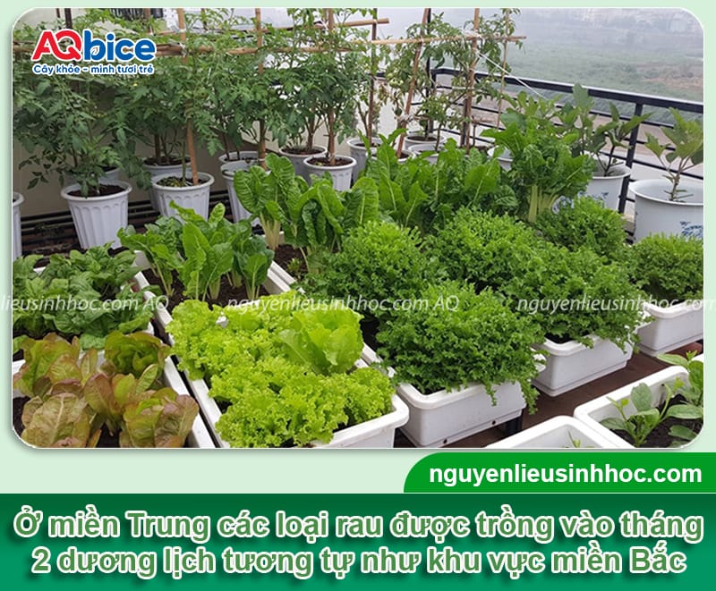 Tháng 2 dương lịch trồng rau gì? Gợi ý rau dễ trồng, ít sâu 3 Tháng 2 dương lịch trồng rau gì? Gợi ý rau dễ trồng, ít sâu
