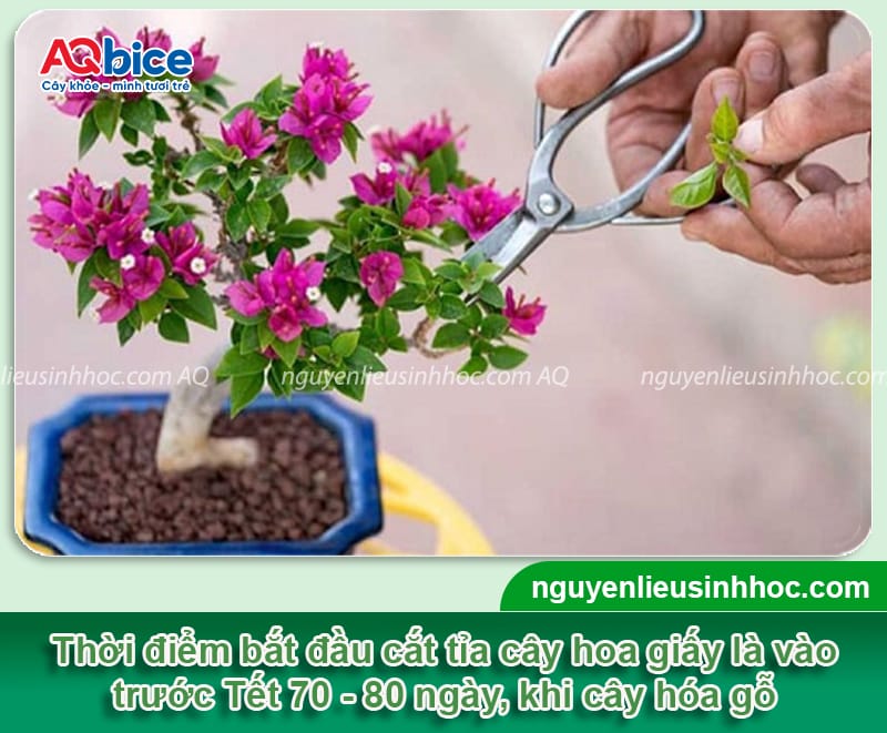 Cắt tỉa hoa giấy đón Tết đúng quy trình cho hoa nở đồng loạt 2 Cắt tỉa hoa giấy đón Tết đúng quy trình cho hoa nở đồng loạt