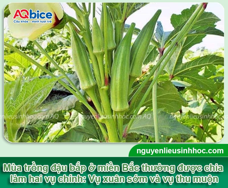 Thời vụ trồng đậu bắp miền Bắc sai trĩu quả, thu hoạch lẹ 2 Thời vụ trồng đậu bắp miền Bắc sai trĩu quả, thu hoạch lẹ