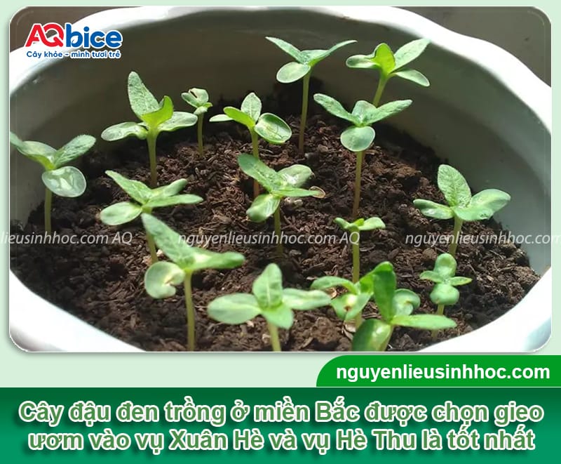 Thời vụ trồng đậu đen ở miền Bắc cho năng suất cao, hạt to