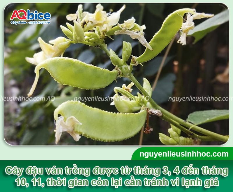Thời vụ trồng đậu ván ở miền Bắc giúp hoa ra nhiều, quả sai 3 Thời vụ trồng đậu ván ở miền Bắc giúp hoa ra nhiều, quả sai
