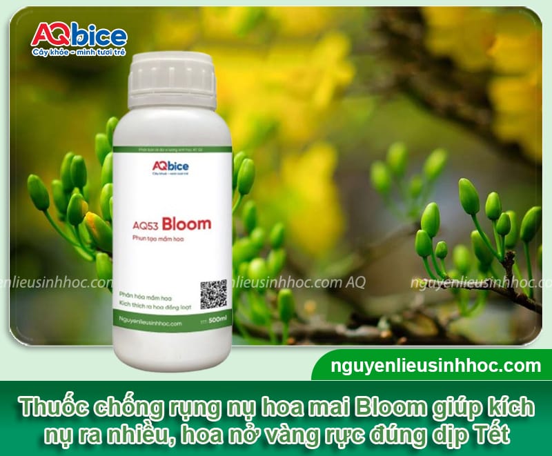 Thuốc chống rụng nụ hoa mai giúp hoa nở rực rỡ đúng Tết