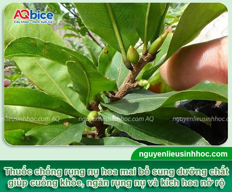 Thuốc chống rụng nụ hoa mai giúp hoa nở rực rỡ đúng Tết