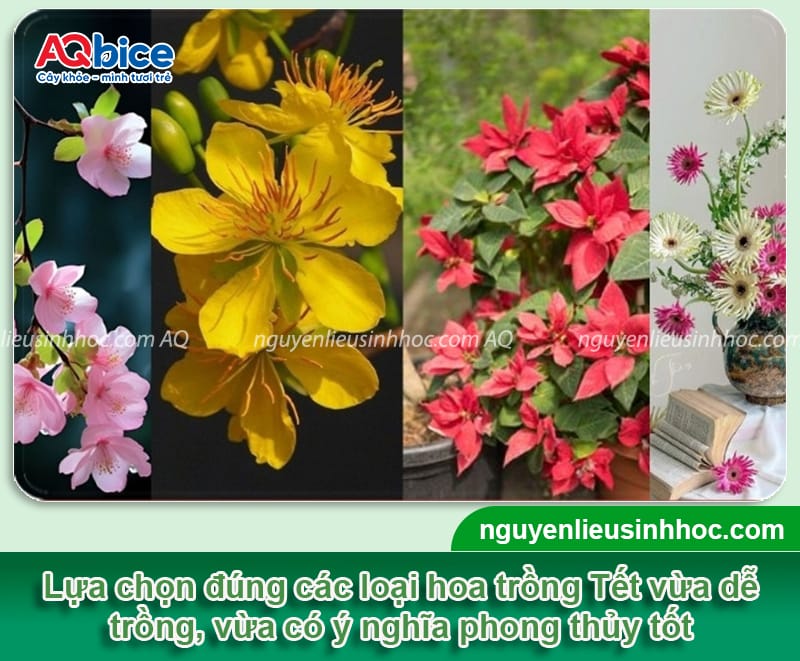 Các loại hoa trồng Tết đẹp, ý nghĩa may mắn và dễ chăm sóc