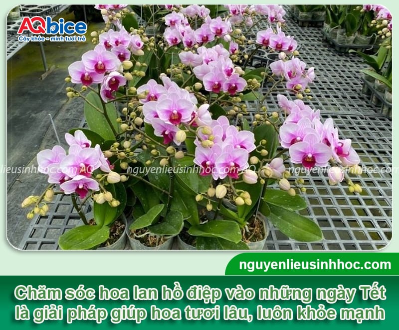 Cách chăm hoa lan hồ điệp ngày Tết tươi lâu, không rụng nụ