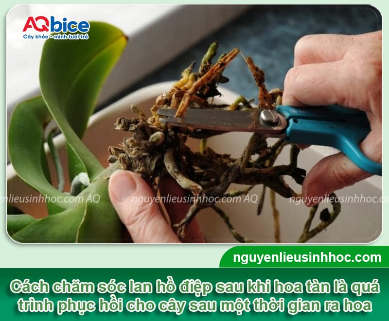 Cách chăm sóc lan hồ điệp sau khi hoa tàn để cây phục hồi nhanh