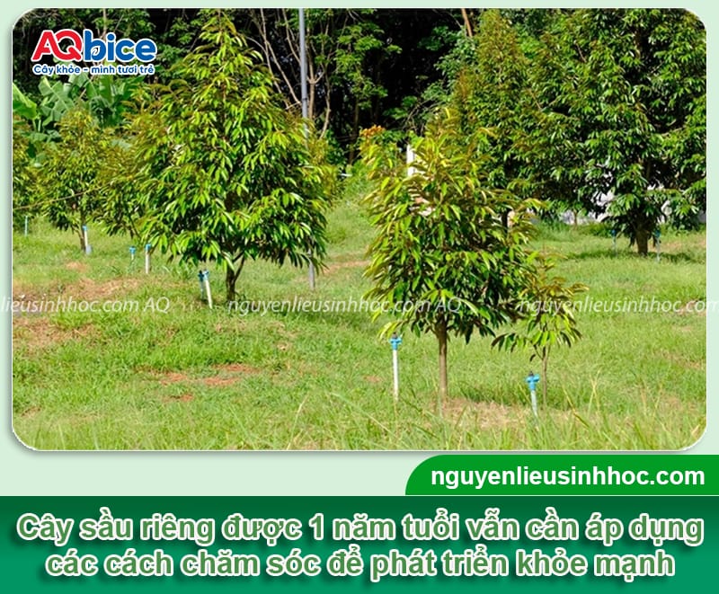 Cách chăm sóc sầu riêng 1 năm tuổi rễ khỏe, lá xanh mướt