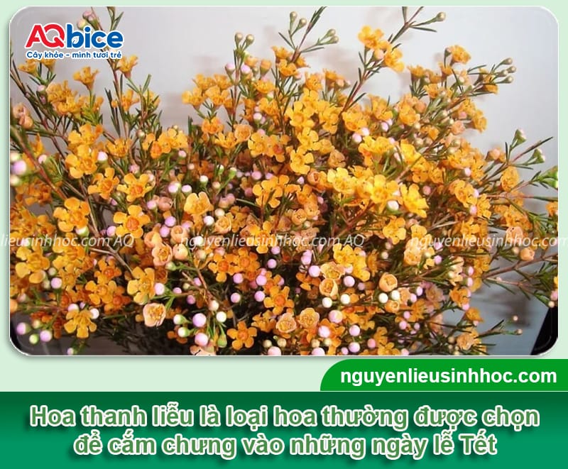Cách chưng hoa thanh liễu ngày Tết, nở rực rỡ, tươi lâu