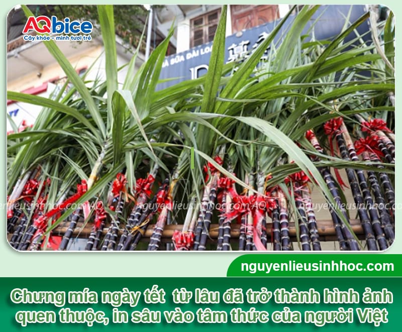 Chưng mía ngày Tết có ý nghĩa gì và cách chọn mía để bàn thờ