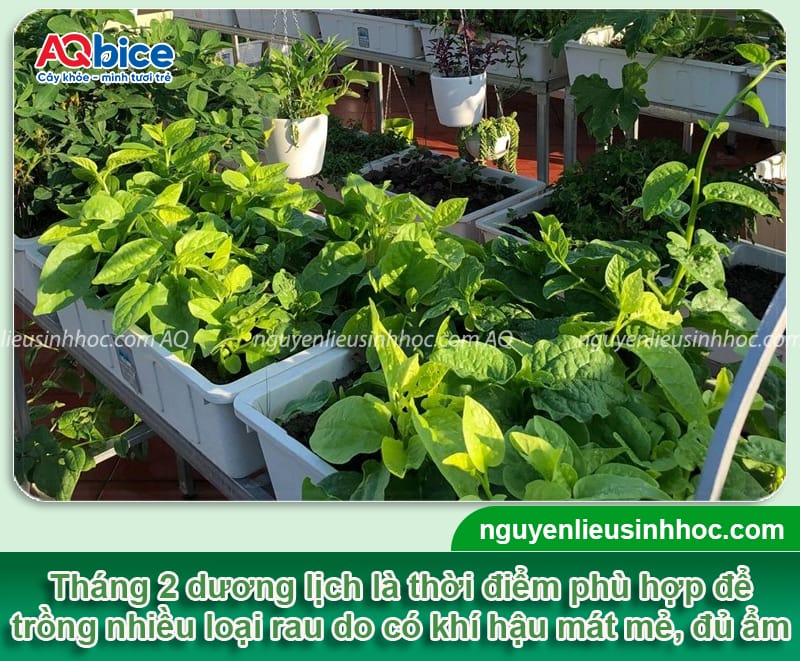 Tháng 2 dương lịch trồng rau gì? Gợi ý rau dễ trồng, ít sâu 1 Tháng 2 dương lịch trồng rau gì? Gợi ý rau dễ trồng, ít sâu