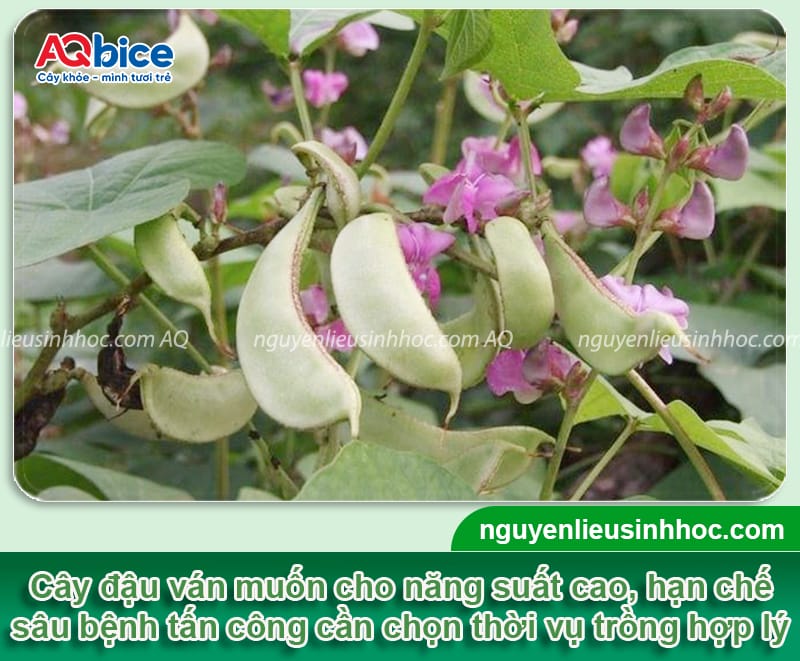 Thời vụ trồng đậu ván ở miền Bắc giúp hoa ra nhiều, quả sai 1 Thời vụ trồng đậu ván ở miền Bắc giúp hoa ra nhiều, quả sai
