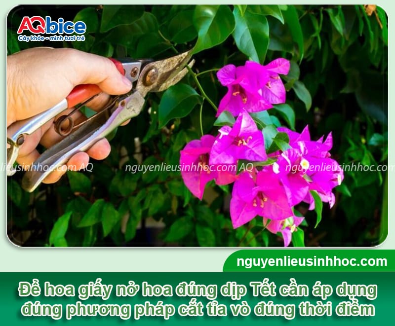 Cắt tỉa hoa giấy đón Tết đúng quy trình cho hoa nở đồng loạt