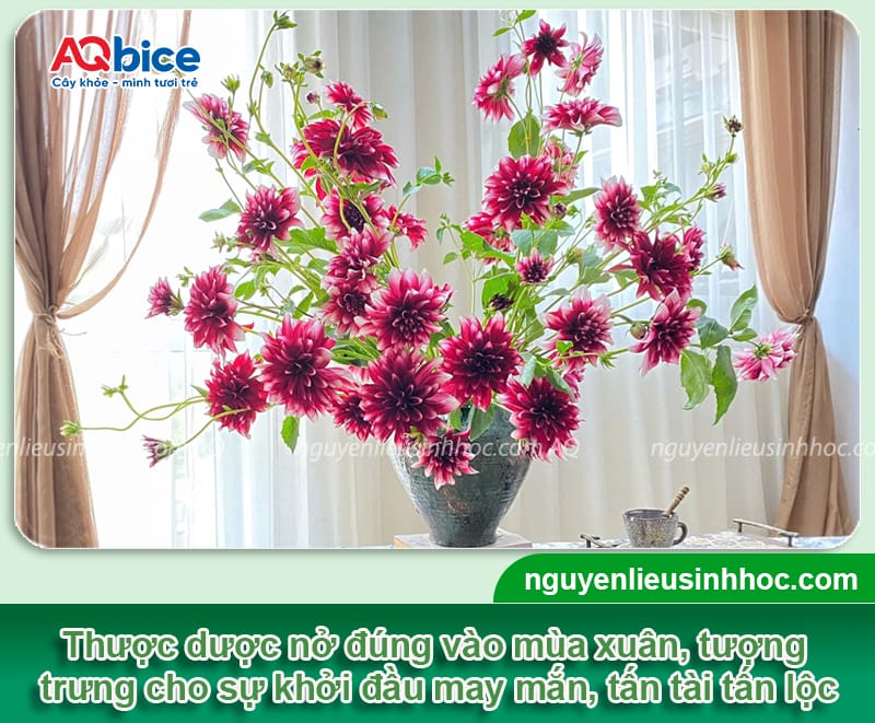 Hướng dẫn cắm hoa thược dược ngày tết để hoa tươi lâu