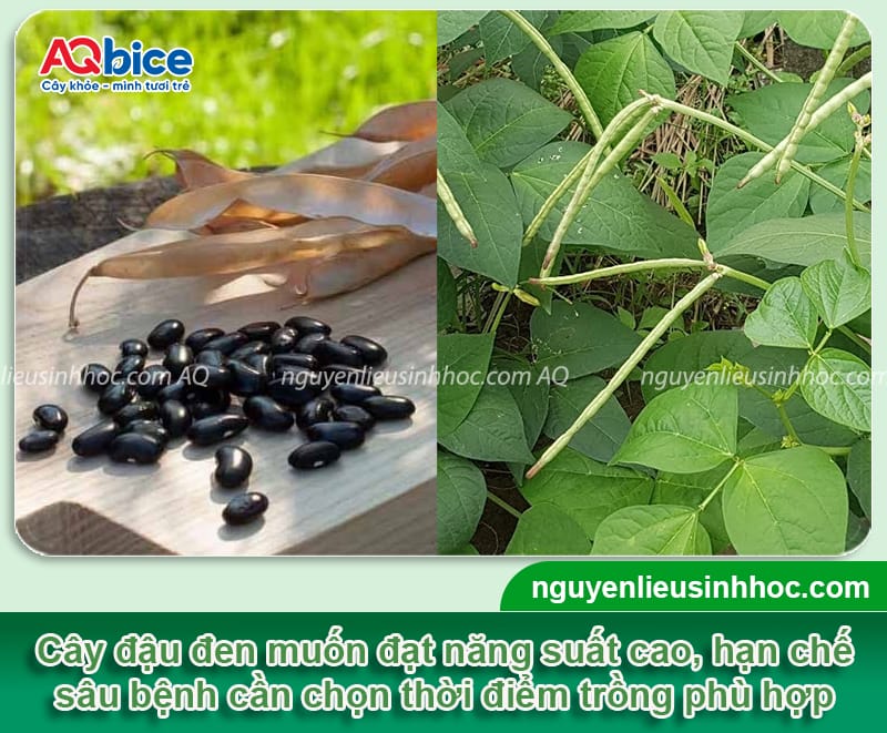 Thời vụ trồng đậu đen ở miền Bắc cho năng suất cao, hạt to