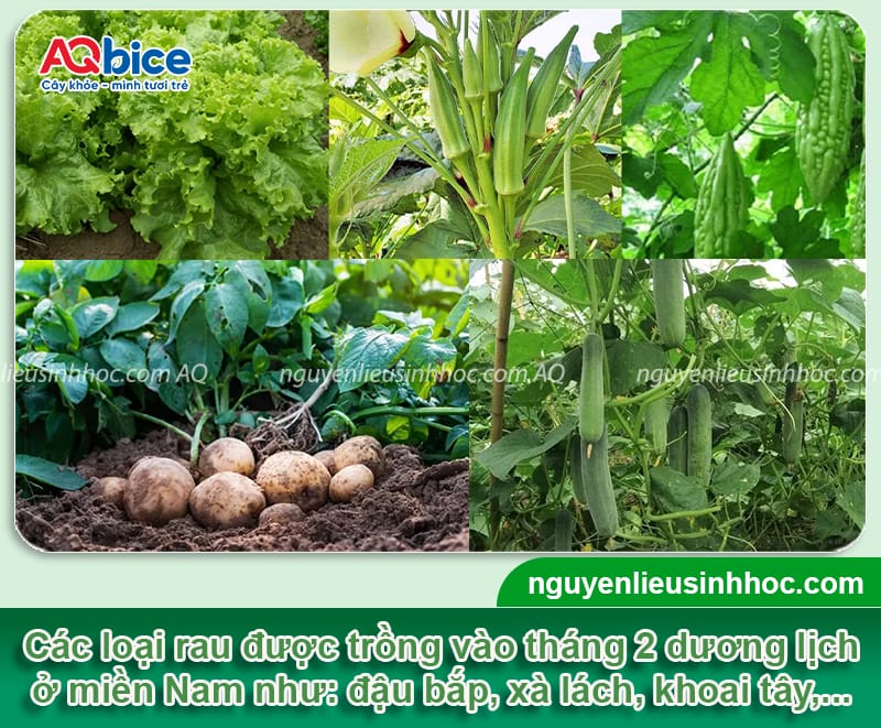 Tháng 2 dương lịch trồng rau gì? Gợi ý rau dễ trồng, ít sâu 4 Tháng 2 dương lịch trồng rau gì? Gợi ý rau dễ trồng, ít sâu