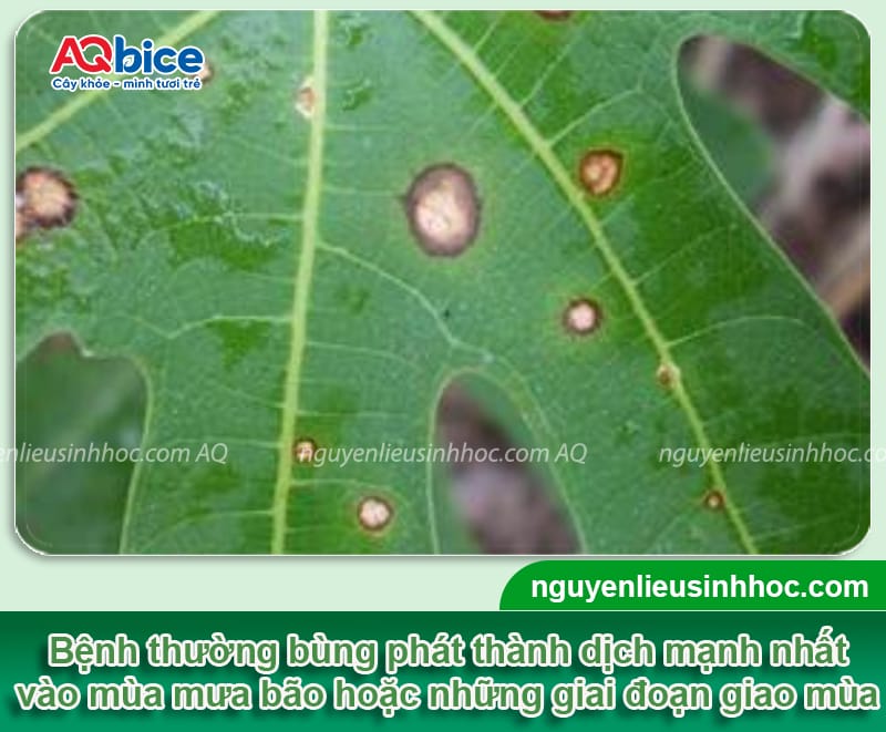 Bệnh đốm lá trên cây đu đủ: Bí quyết khắc phục triệt để