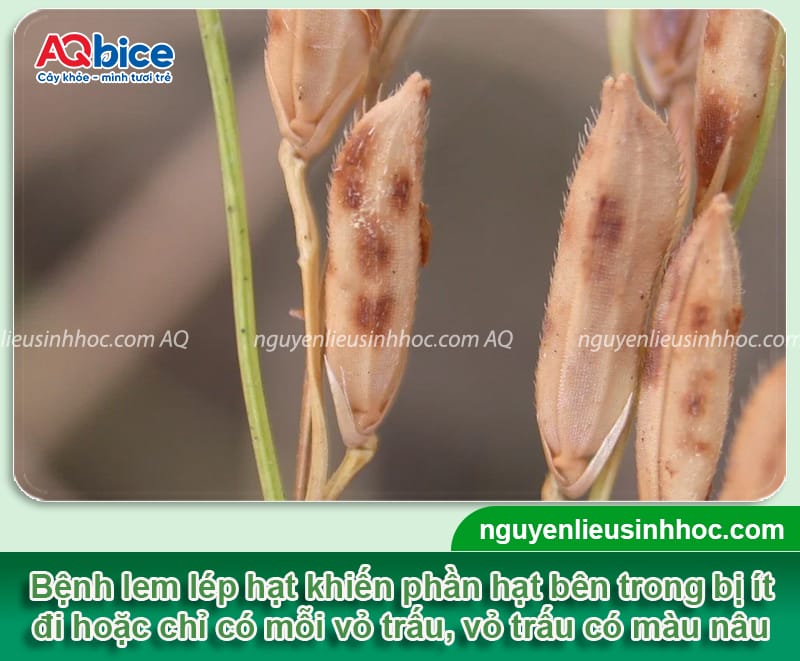 Thuốc đặc trị bệnh lem lép hạt trên lúa hiệu quả nhanh chóng 2 Chọn loại thuốc đặc trị bệnh lem lép hạt trên lúa hiệu quả
