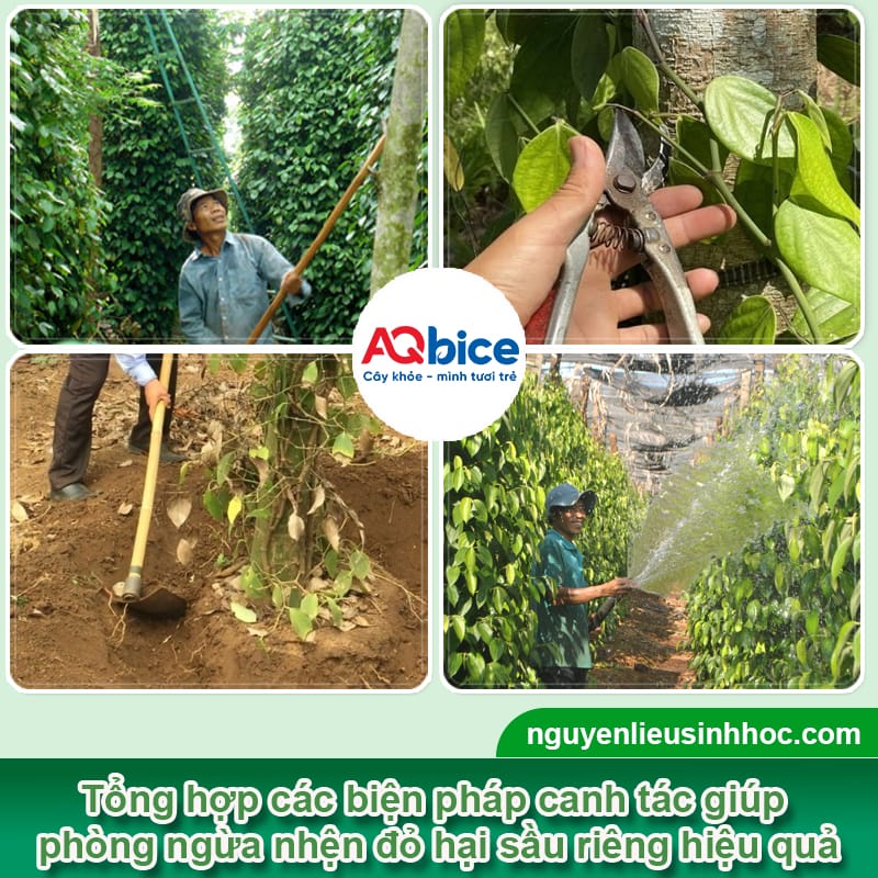 Trị dứt điểm bệnh đốm lá trên cây tiêu giúp giữ năng suất