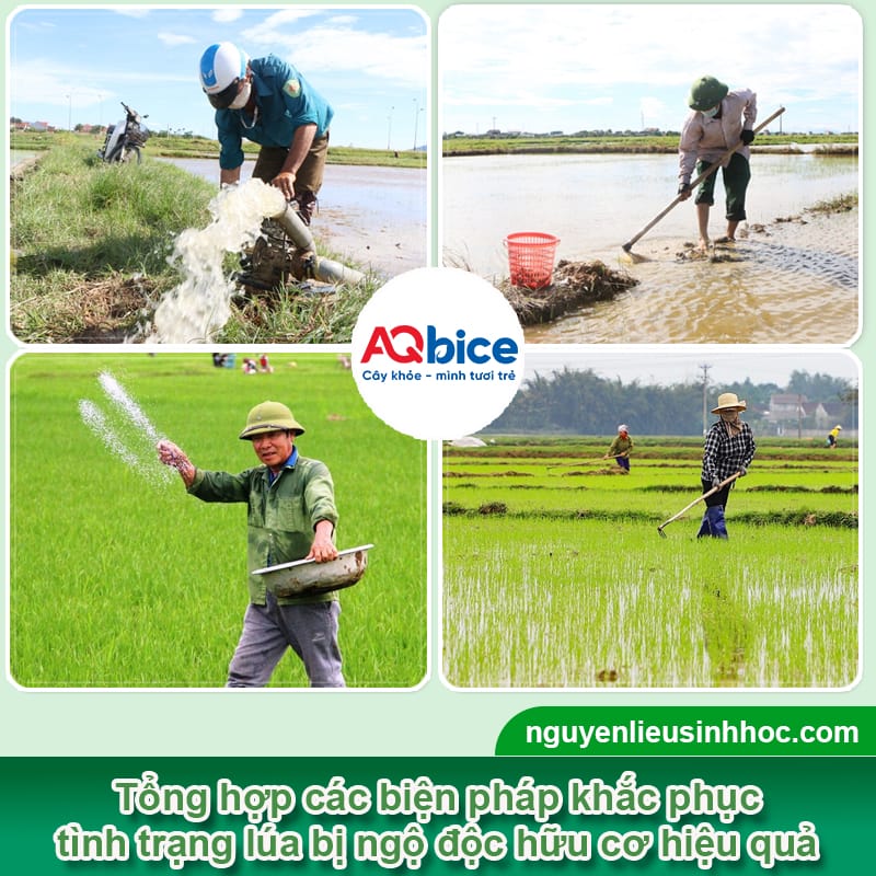 Xử lý lúa bị ngộ độc hữu cơ hiệu quả, giúp nở bụi nhanh 3 Xử lý lúa bị ngộ độc hữu cơ hiệu quả, giúp nở bụi nhanh
