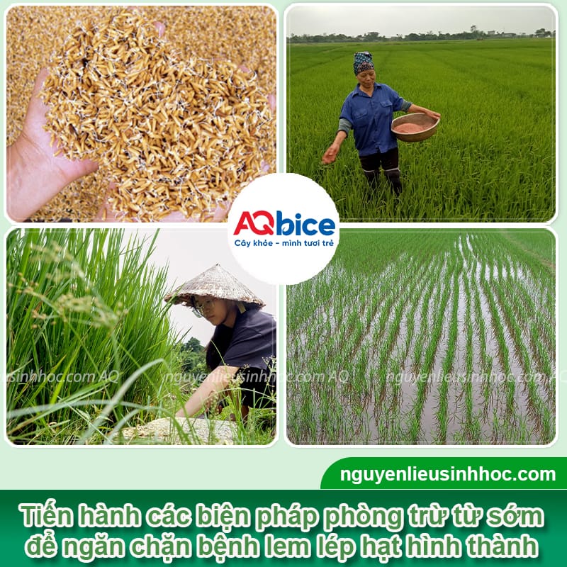 Thuốc đặc trị bệnh lem lép hạt trên lúa hiệu quả nhanh chóng 4 Chọn loại thuốc đặc trị bệnh lem lép hạt trên lúa hiệu quả