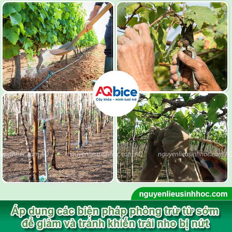 Nho bị nứt trái: Nguyên nhân do đâu và cách phòng trừ