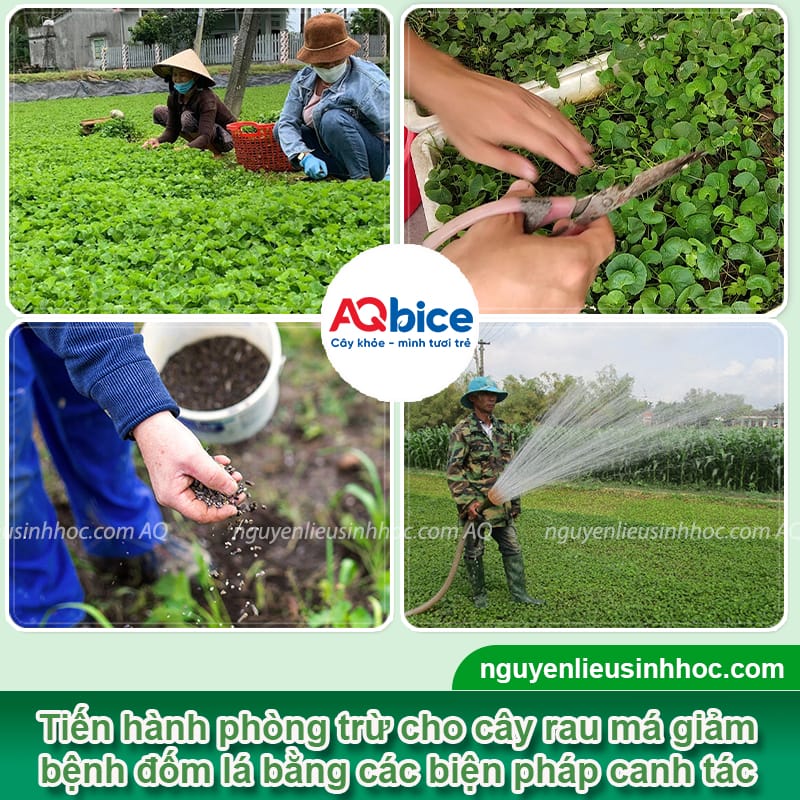 Nguyên nhân rau má bị đốm lá và Cách xử lý triệt để 3 Phòng trừ rau má bị đốm lá bằng các biện pháp xử lý an toàn