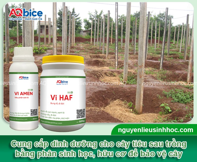 Cách chăm sóc tiêu mới trồng mau bén rễ, lá xanh, thân cứng