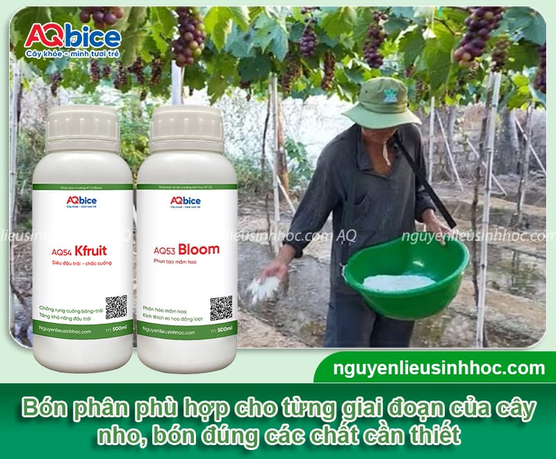 Tại sao cây nho không ra hoa? Nguyên nhân và cách xử lý 4 Tại sao cây nho không ra hoa? Nguyên nhân và cách xử lý
