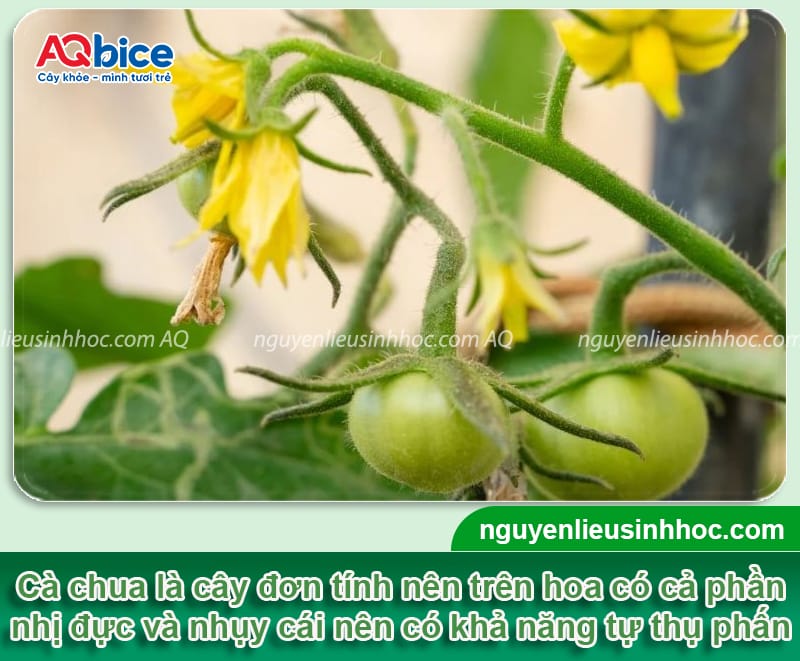 Hướng dẫn cách thụ phấn cho cà chua, trái đậu đầy cành