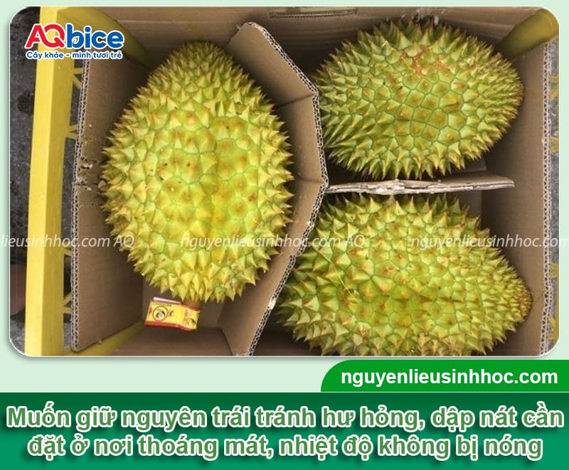 Cách bảo quản sầu riêng giữ trọn hương vị và chất lượng