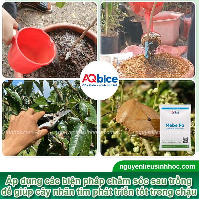 Cây nhãn tím trồng chậu: Cách trồng và chăm sóc ra sai quả 5 Cây nhãn tím trồng chậu: Cách trồng và chăm sóc ra sai quả