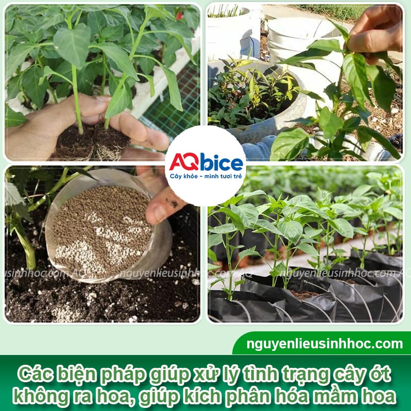 Tại sao cây ớt không ra hoa dù cây đang phát triển tốt?
