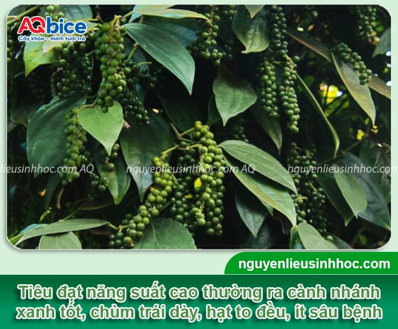 Các giống tiêu năng suất cao được nhiều bà con canh tác 2 Các giống tiêu nắng suất cao được trồng phổ biến hiện nay