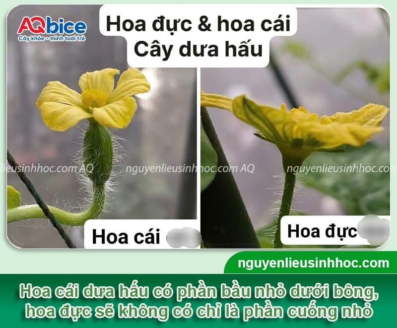 Cách thụ phấn cho dưa hấu, giúp trái dáng đều, vườn sai quả