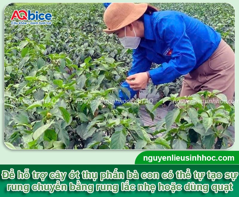 Hướng dẫn cách thụ phấn cho cây ớt thành công, đậu sai quả