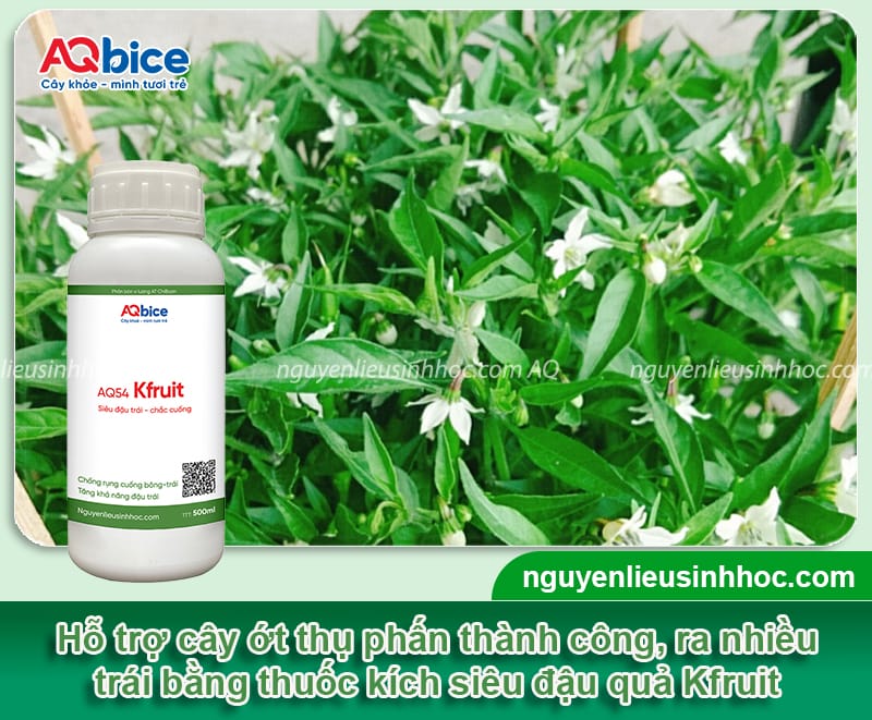 Hướng dẫn cách thụ phấn cho cây ớt thành công, đậu sai quả