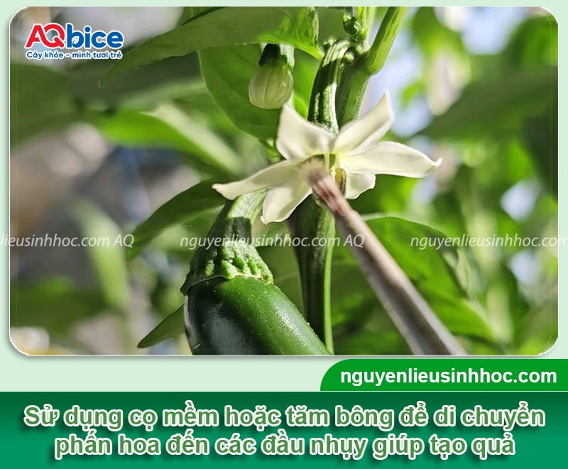 Hướng dẫn cách thụ phấn cho cây ớt thành công, đậu sai quả