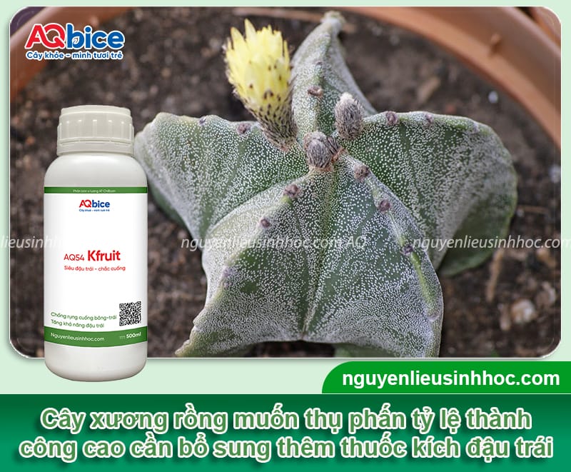 Hướng dẫn cách thụ phấn cho xương rồng giúp đậu quả, tạo hạt