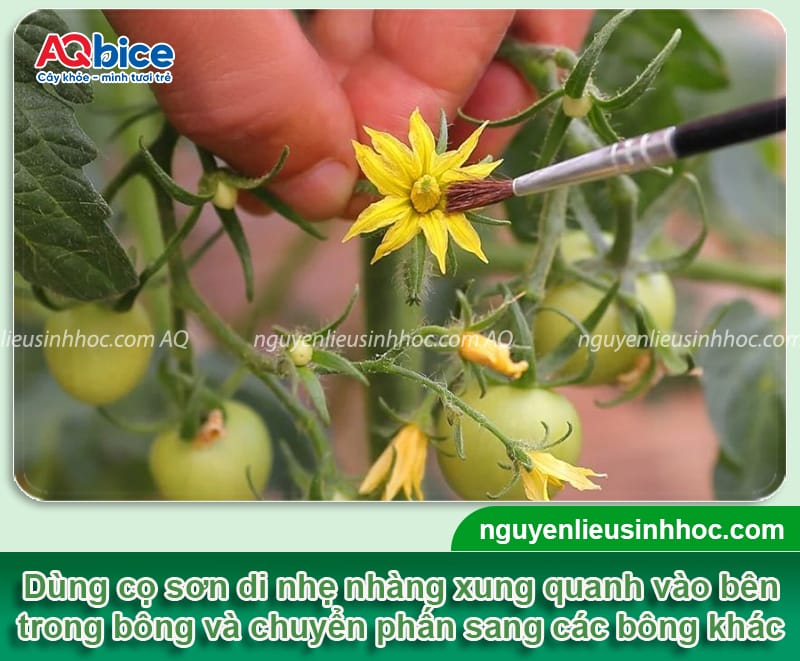 Hướng dẫn cách thụ phấn cho cà chua, trái đậu đầy cành