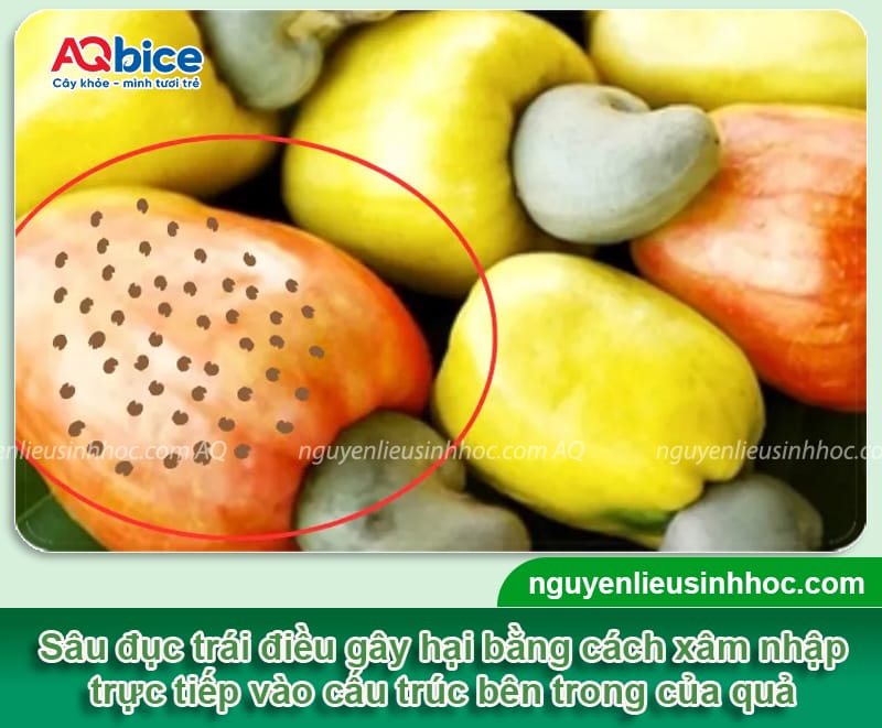 Hướng dẫn cách phòng và trị sâu đục trái điều dứt điểm