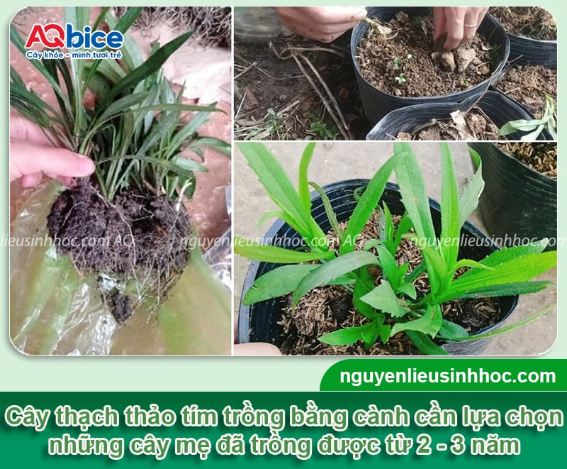Hướng dẫn cách trồng hoa thạch thảo tím bằng hạt và cành 4 Hướng dẫn cách trồng hoa thạch thảo tím bằng hạt và cành