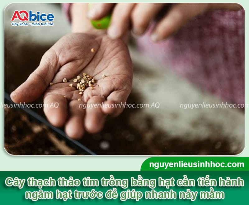 Hướng dẫn cách trồng hoa thạch thảo tím bằng hạt và cành 3 Hướng dẫn cách trồng hoa thạch thảo tím bằng hạt và cành