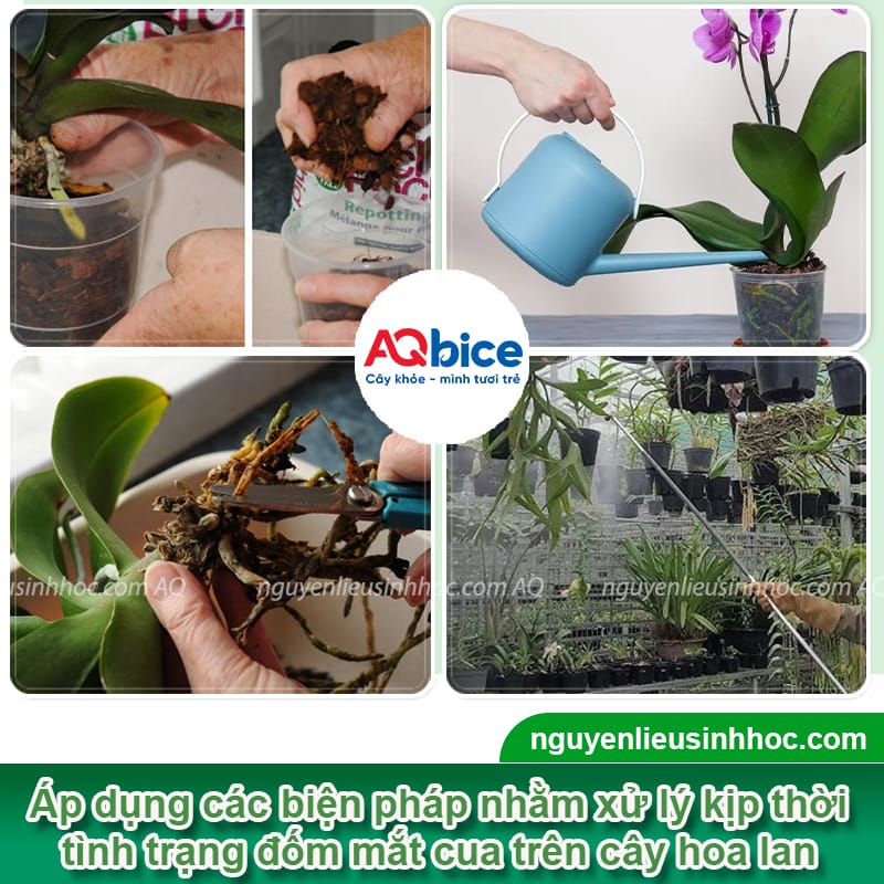 Bệnh mắt cua trên hoa lan: Nguyên nhân và cách phòng trừ
