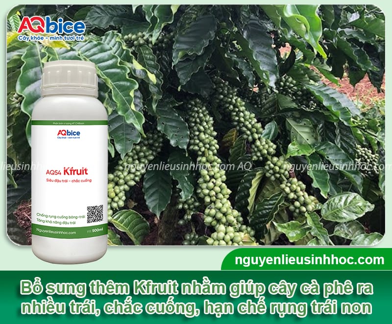 Cách chọn và bón phân mùa mưa cho cà phê giúp đạt năng suất
