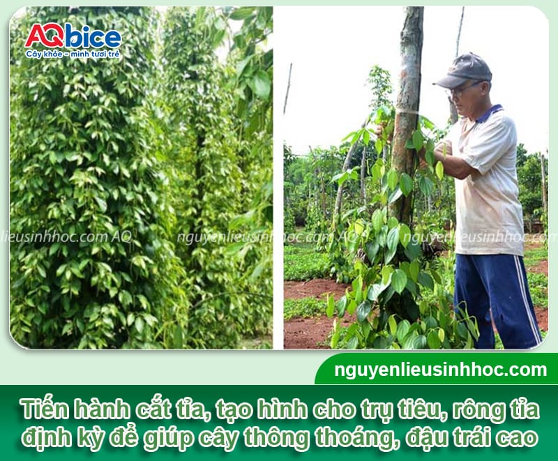 Hướng dẫn kỹ thuật đôn tiêu, phủ trụ nhanh, ra nhiều cành ác