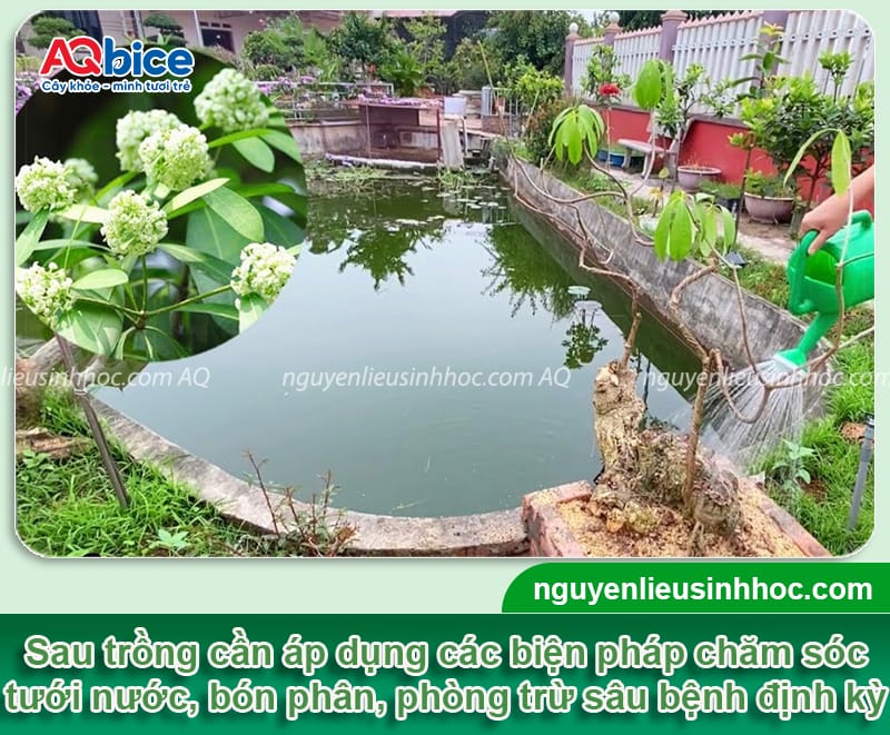Cách trồng cây hoa sữa chuẩn kỹ thuật cho hoa thơm, tán rộng 5 Cách trồng cây hoa sữa chuẩn kỹ thuật cho hoa thơm, tán rộng